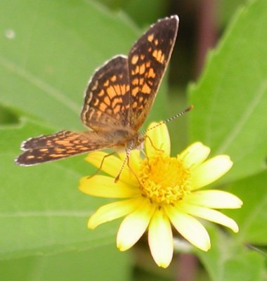Vesta Crescent male