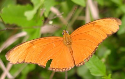 Julia Heliconian male