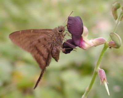 Plain Longtail