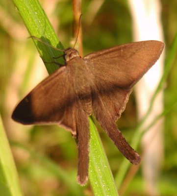 Plain Longtail