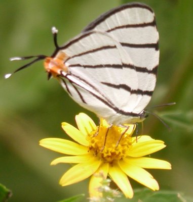Fine-lined Stripe-streak