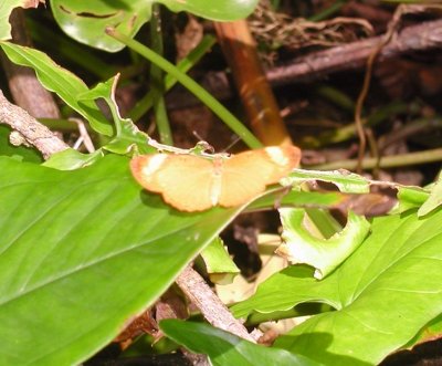 Black-bordered Tegosa