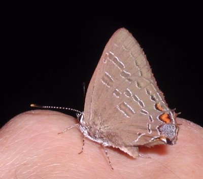 Banded Hairstreak