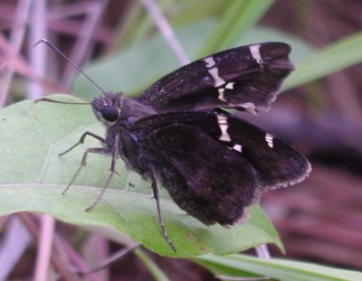 Southern Cloudywing