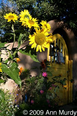 Sunflowers & yellow doorway