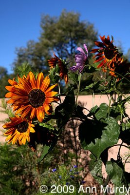 Orange sunflowers