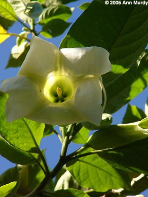 Datura