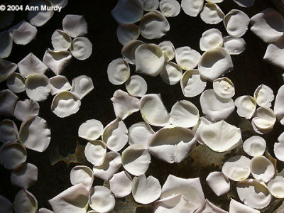 White Rose Petals