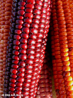 More Indian Corn