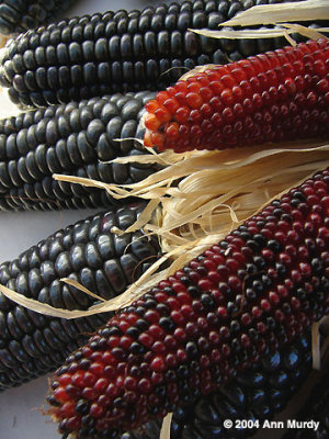 Red and black Indian Corn