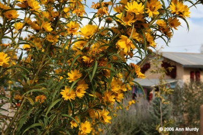 Sunflowers in Chimayo