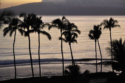 Palm trees