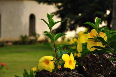 Flowers, Wananalua Church