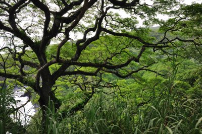 Hana Highway