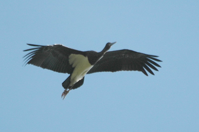 svart stork