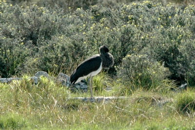svart stork (Black stork) 2cy, Mellby, land