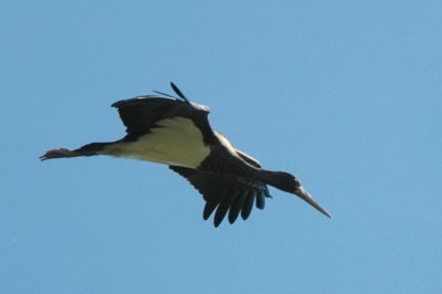 svart stork