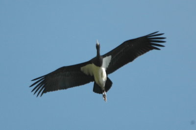 svart stork