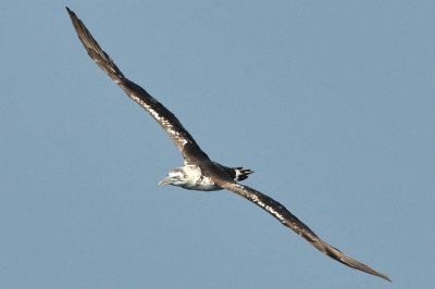 Gannet 2k