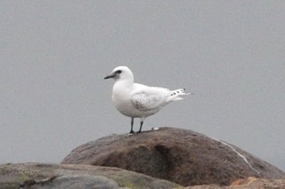 ismås, juv, SImrishamn