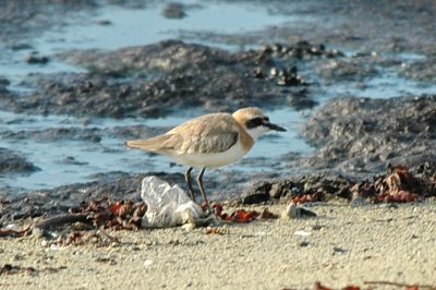 kenpipare (Greater sandplover), rnahusen, Skne