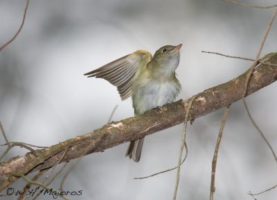 Acadian Flycatcher (NJ, 2008)