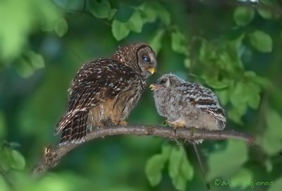 Barred Owl (adult and chick)