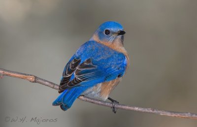 Bluebird (Durham, NC)