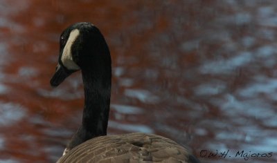 Canada Goose (Durham, NC)