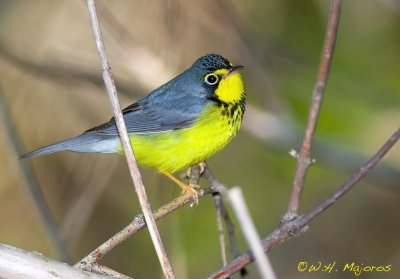 Canada Warbler (Ohio)