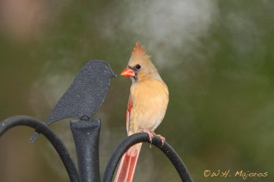 Northern Cardinal (Durham, NC)