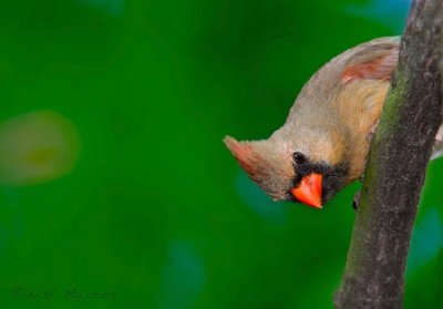 Northern Cardinal (Durham, NC)