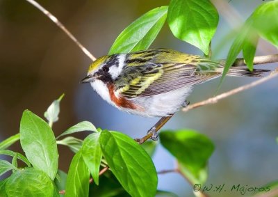 Chestnut-sided Warbler (Ohio)