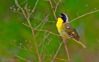 Common Yellowthroat (Cape May, NJ)