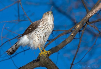 Cooper's Hawk (Durham, NC)