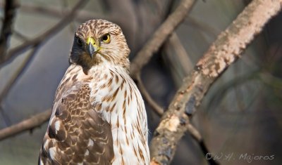 Cooper's Hawk (Durham, NC)