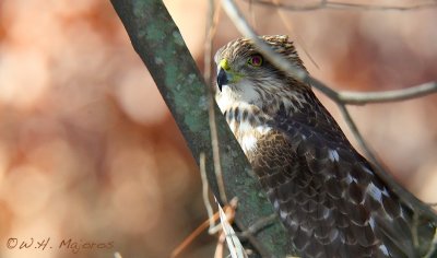 Cooper's Hawk (Durham, NC)