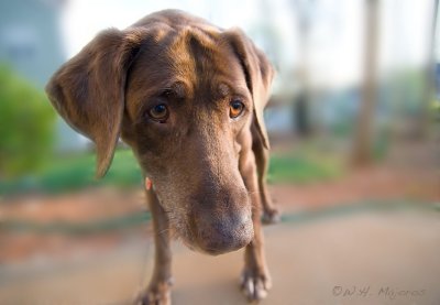 Kelsey the Amazing Dog