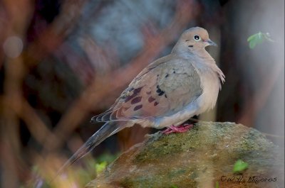 Mourning Dove (Durham, NC)