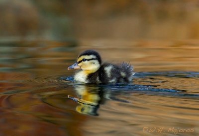 Mallard duckling (Durham, NC)