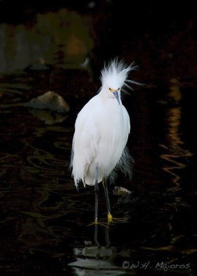 Egret (Outer banks, NC)