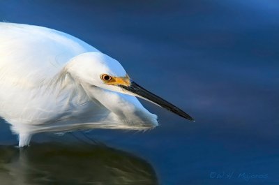 Egret (Outer banks, SC)
