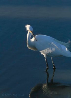 Egret (Outer banks, SC)