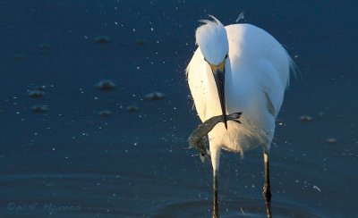 Egret (Outer banks, SC)