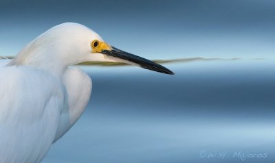 Egret (Outer banks, SC)