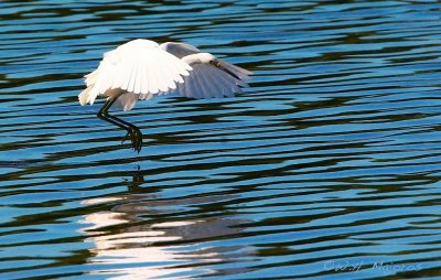 Egret (Outer banks, SC)