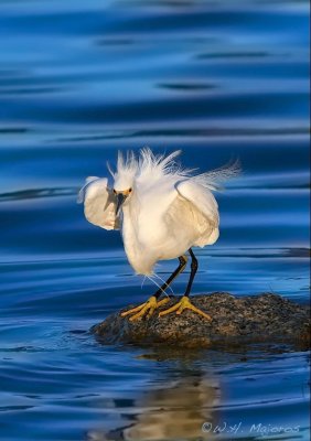 Egret (Outer banks, SC)