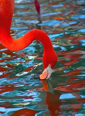 Flamingo