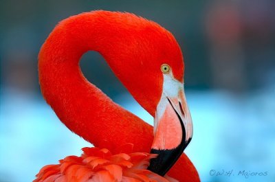 Flamingo