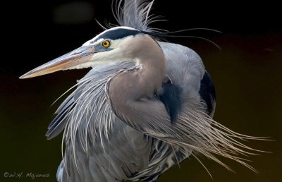 Great Blue Heron (Durham, NC)